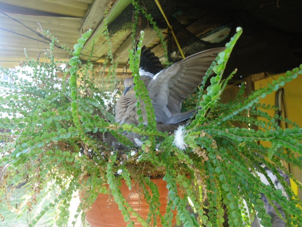 Posada Sunshine Paradise Providencia Island Bagian luar foto