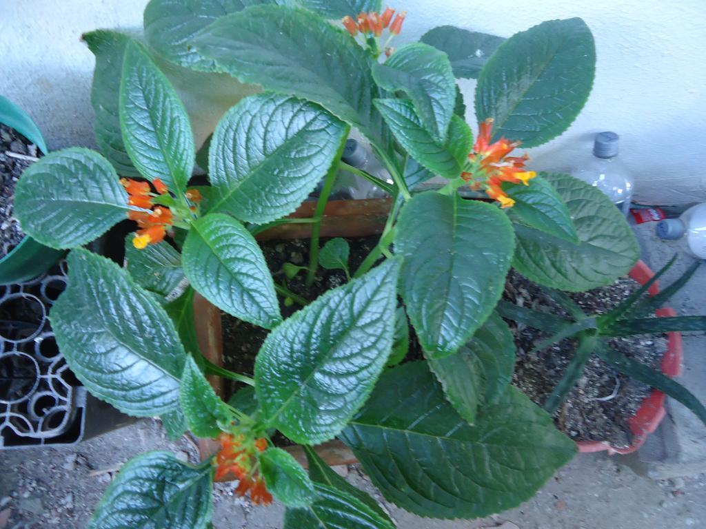 Posada Sunshine Paradise Providencia Island Bagian luar foto