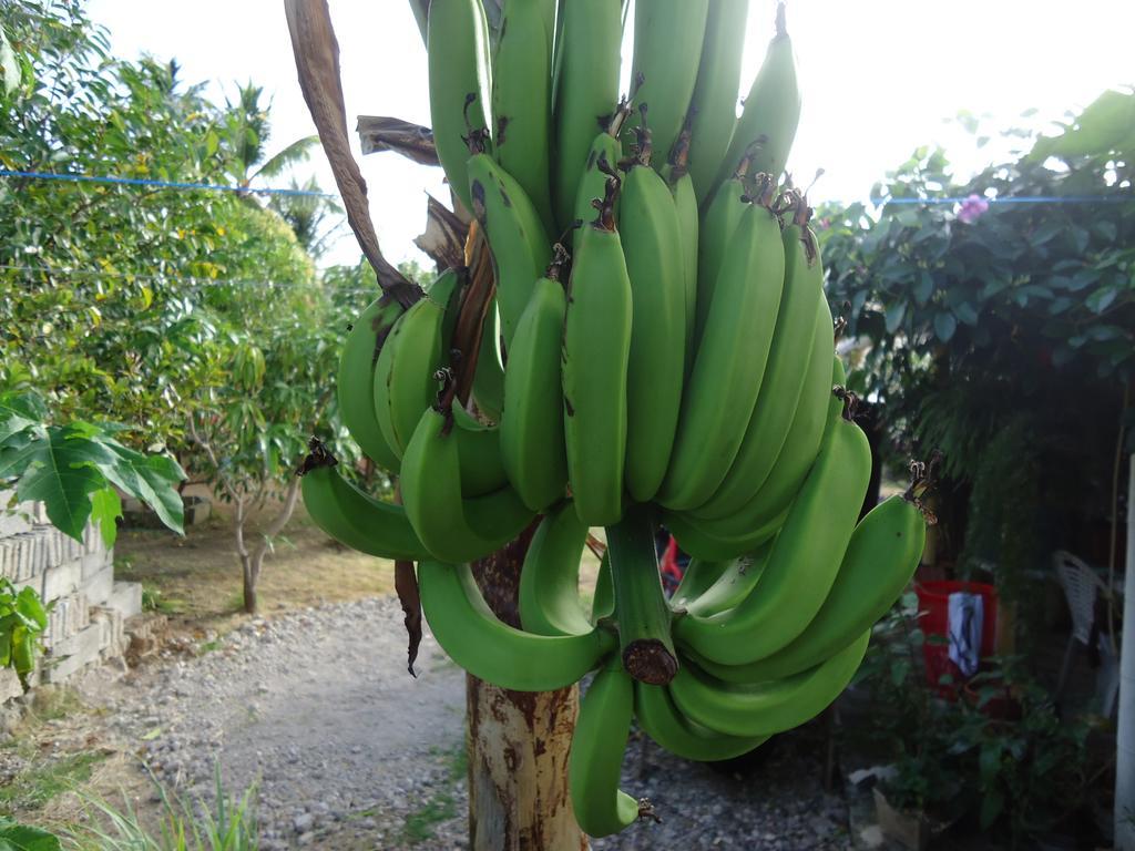 Posada Sunshine Paradise Providencia Island Bagian luar foto
