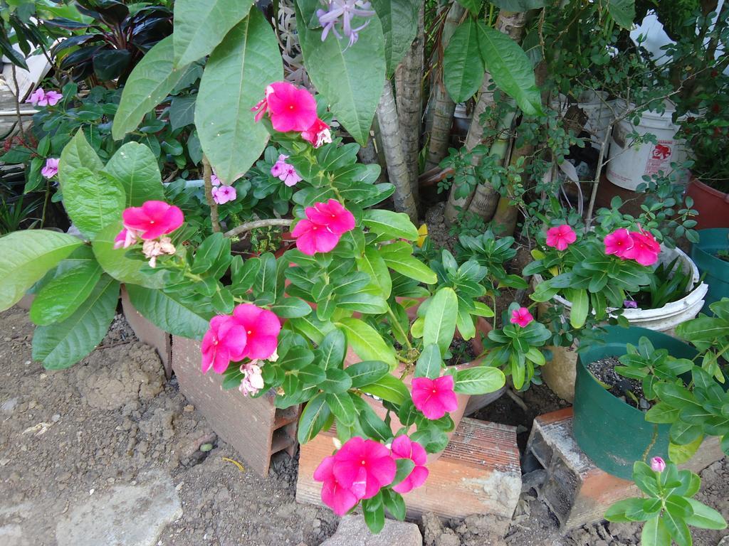 Posada Sunshine Paradise Providencia Island Bagian luar foto