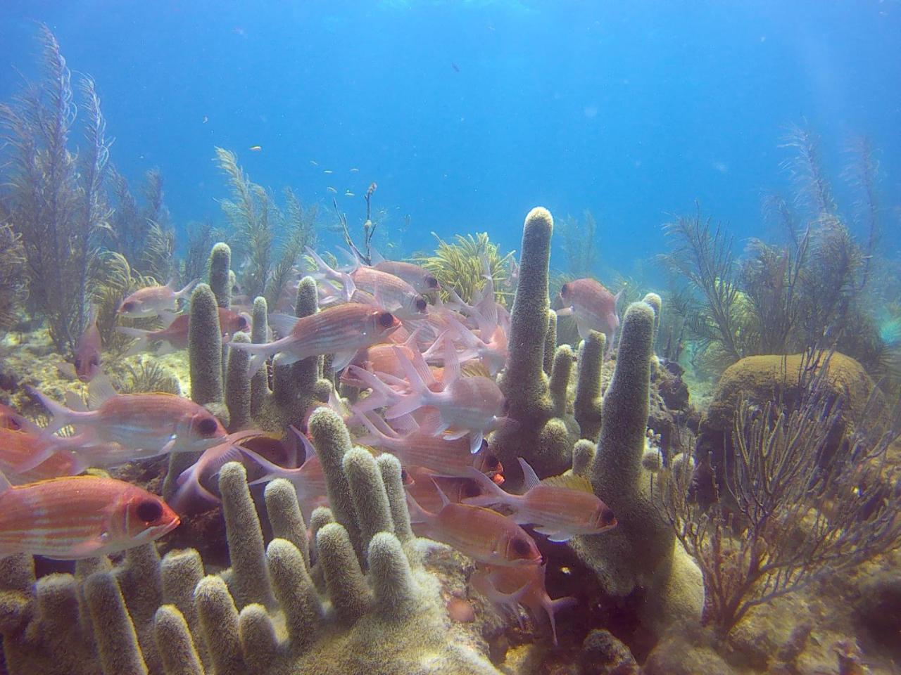 Posada Sunshine Paradise Providencia Island Bagian luar foto